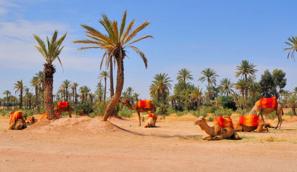 Camel Rides from marrakech